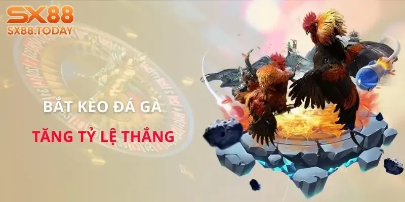 Đá Gà Đòn Chi Tiết | Luật, Hạng Chiến Kê và Cách Bắt Kèo - Zixon