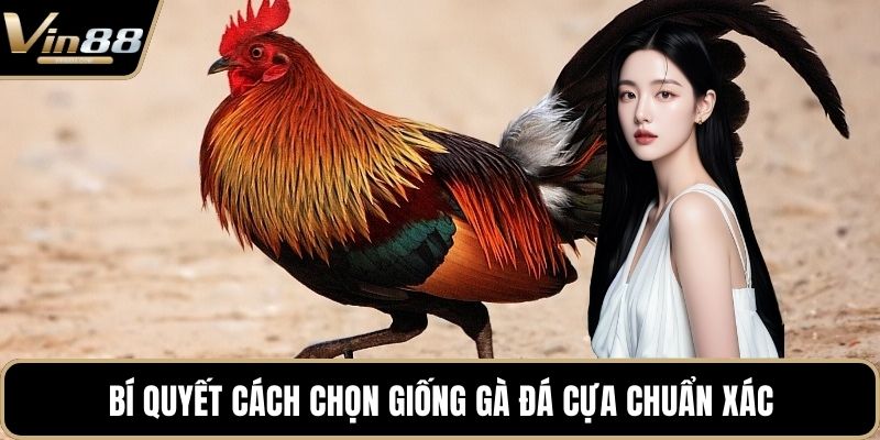Cách Chọn Giống Gà Đá Cựa Sắt Hiệu Quả Nhất Hiện Nay - Zixon