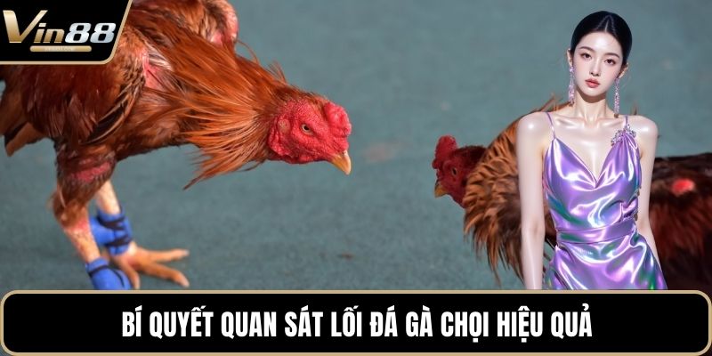 Cách Chọn Giống Gà Đá Cựa Sắt Hiệu Quả Nhất Hiện Nay - Zixon