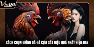 Đá Gà VIN88 - Thiên Đường Chọi Gà Thưởng Cực Khủng - Zixon