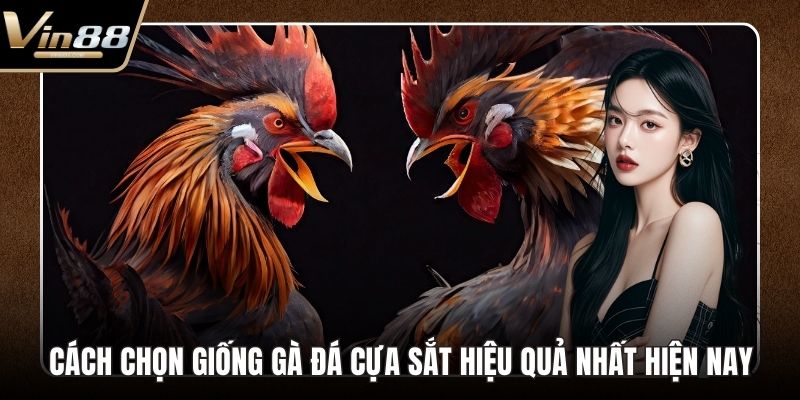 Đá Gà Thomo Hấp Dẫn Kịch Tính Nhất Trên Thị Trường - Zixon