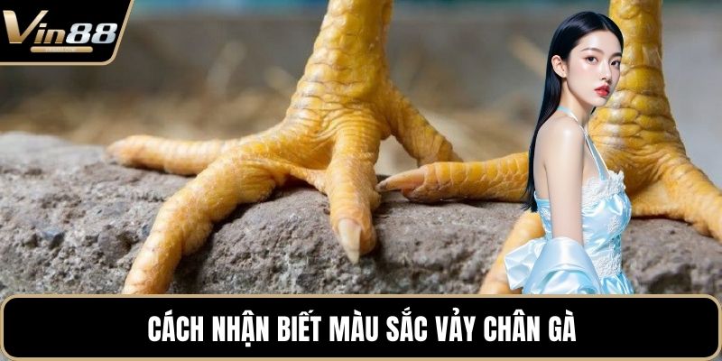 Vảy Huyền Trâm Với Những Bí Mật Chưa Từng Được Tiết Lộ - Zixon