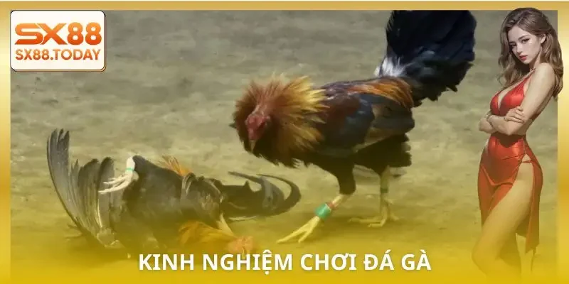 Đá Gà Cựa Dao | 3 Kinh Nghiệm Thực Chiến Được Chia Sẻ - Zixon