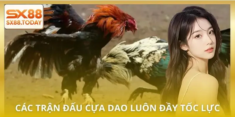 Đá Gà Cựa Dao | 3 Kinh Nghiệm Thực Chiến Được Chia Sẻ - Zixon