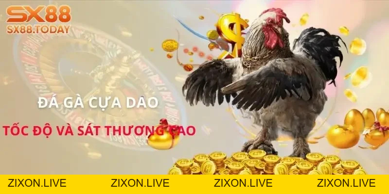 Đá Gà Đòn Chi Tiết | Luật, Hạng Chiến Kê và Cách Bắt Kèo - Zixon