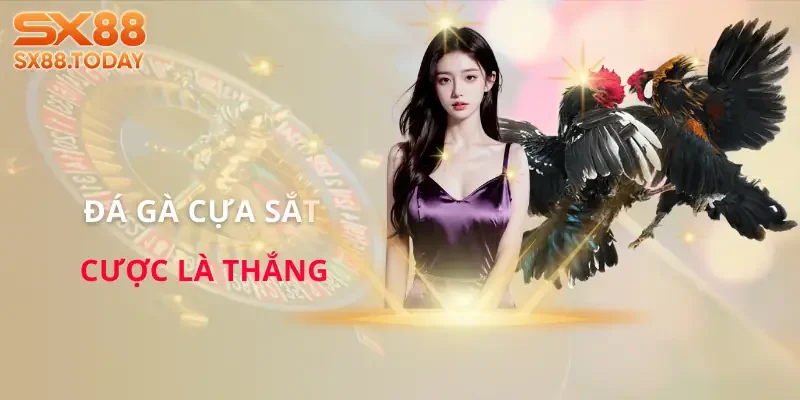 Đá Gà Đòn Chi Tiết | Luật, Hạng Chiến Kê và Cách Bắt Kèo - Zixon