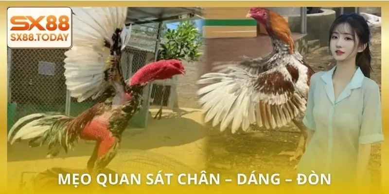 Đá Gà Đòn Chi Tiết | Luật, Hạng Chiến Kê và Cách Bắt Kèo - Zixon