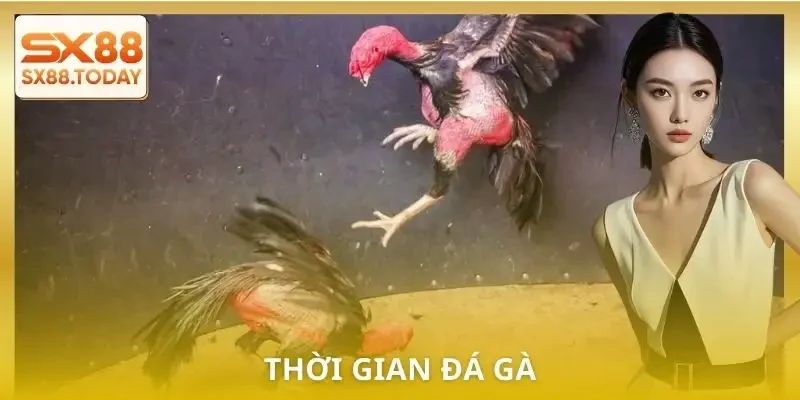 Đá Gà Đòn Chi Tiết | Luật, Hạng Chiến Kê và Cách Bắt Kèo - Zixon