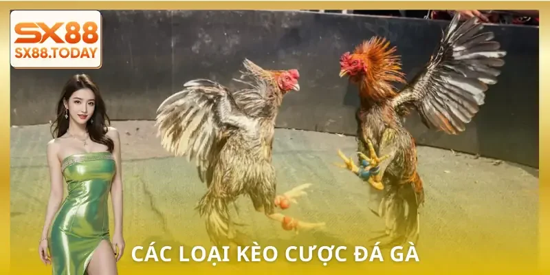 Đá Gà SX8 | Bí Kíp Chọn Chiến Kê Để Không Rơi Vào Bẫy - Zixon