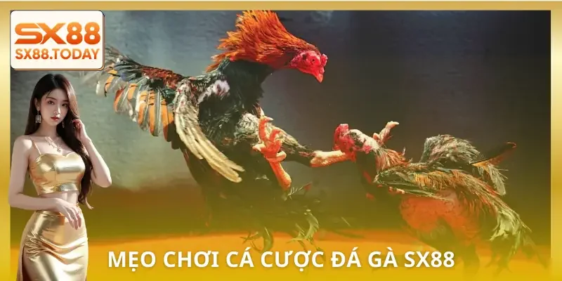 Đá Gà SX8 | Bí Kíp Chọn Chiến Kê Để Không Rơi Vào Bẫy - Zixon
