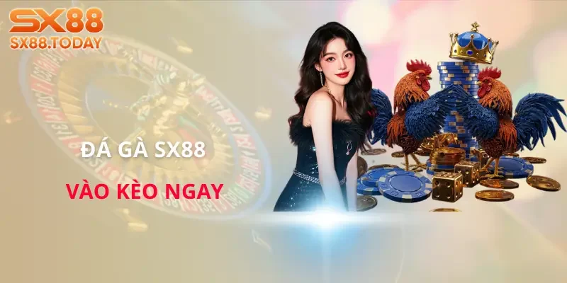 Đá Gà SX8 | Bí Kíp Chọn Chiến Kê Để Không Rơi Vào Bẫy - Zixon