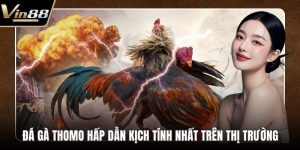 Đá Gà VIN88 - Thiên Đường Chọi Gà Thưởng Cực Khủng - Zixon
