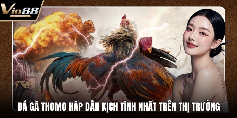 Đá Gà Thomo Hấp Dẫn Kịch Tính Nhất Trên Thị Trường - Zixon