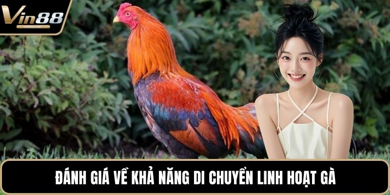 Mẹo Chơi Đá Gà Chiến Thuật Hay Mang Lại Tiền Thưởng - Zixon