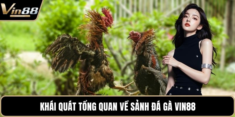 Đá Gà VIN88 - Thiên Đường Chọi Gà Thưởng Cực Khủng - Zixon
