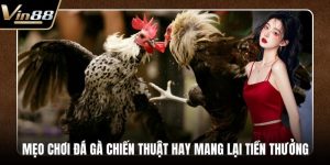 Đá Gà VIN88 - Thiên Đường Chọi Gà Thưởng Cực Khủng - Zixon