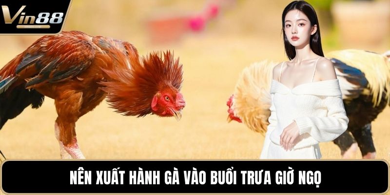 Phong Thủy Trong Đá Gà Mang Đến Cơ Hội Chiến Thắng - Zixon