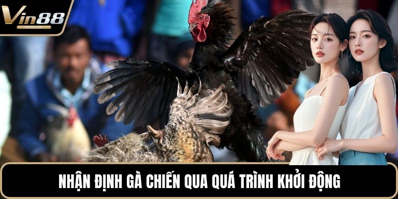 Đá Gà Thomo Hấp Dẫn Kịch Tính Nhất Trên Thị Trường - Zixon