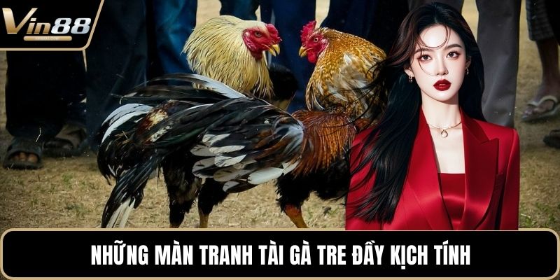 Đá Gà Thomo Hấp Dẫn Kịch Tính Nhất Trên Thị Trường - Zixon