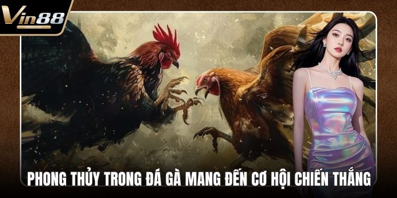 Đá Gà Thomo Hấp Dẫn Kịch Tính Nhất Trên Thị Trường - Zixon