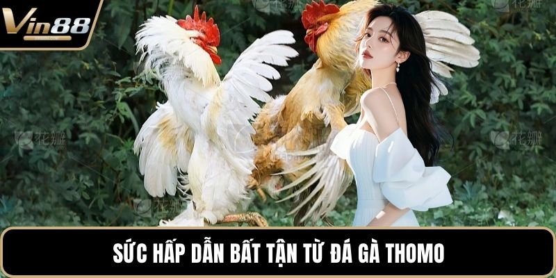Đá Gà Thomo Hấp Dẫn Kịch Tính Nhất Trên Thị Trường - Zixon