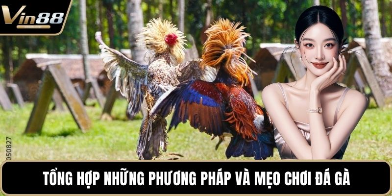 Mẹo Chơi Đá Gà Chiến Thuật Hay Mang Lại Tiền Thưởng - Zixon