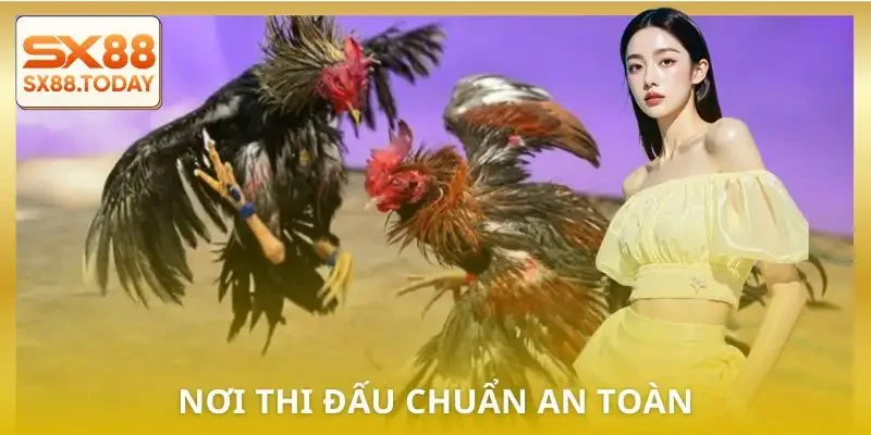 5 Trường Gà Hợp Pháp Dành Cho Bet Thủ Muốn Chơi An Toàn - Zixon