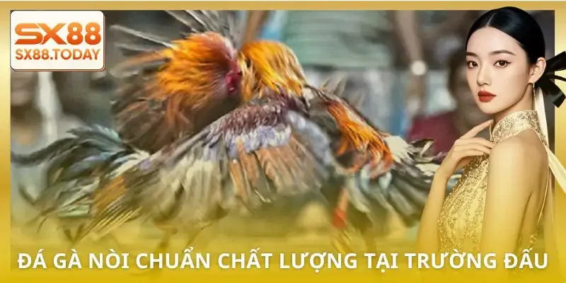5 Trường Gà Hợp Pháp Dành Cho Bet Thủ Muốn Chơi An Toàn - Zixon