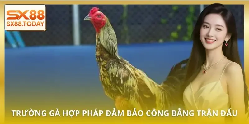 5 Trường Gà Hợp Pháp Dành Cho Bet Thủ Muốn Chơi An Toàn - Zixon