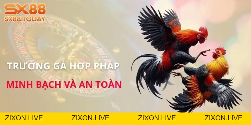 Đá Gà Đòn Chi Tiết | Luật, Hạng Chiến Kê và Cách Bắt Kèo - Zixon