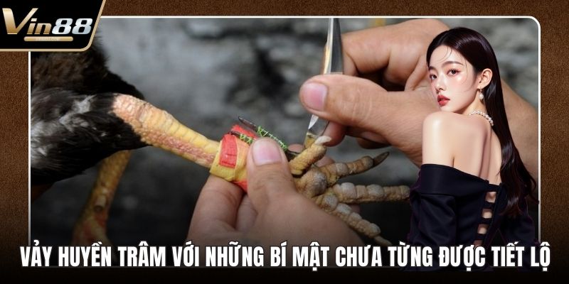 Đá Gà Thomo Hấp Dẫn Kịch Tính Nhất Trên Thị Trường - Zixon