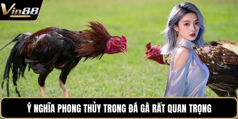 Phong Thủy Trong Đá Gà Mang Đến Cơ Hội Chiến Thắng - Zixon