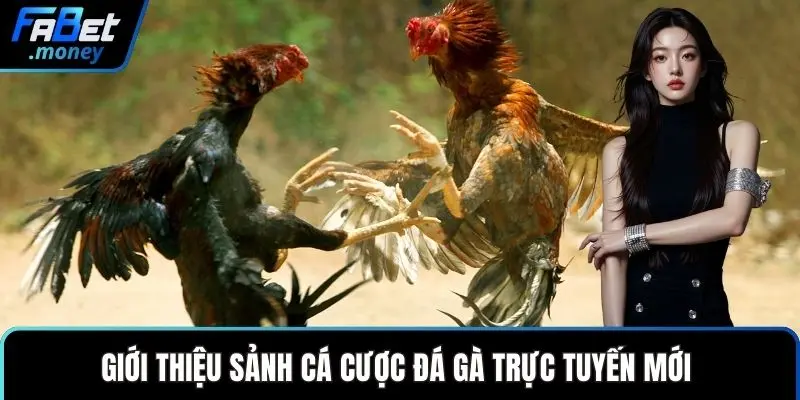 Đá Gà Fabet Cùng Những Trận Chiến Kê Đầy Kịch Tính - Zixon