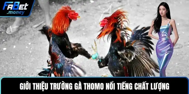 Trường Gà Thomo Fabet Sảnh Cược Đá Gà Đỉnh Cao Thế Giới - Zixon