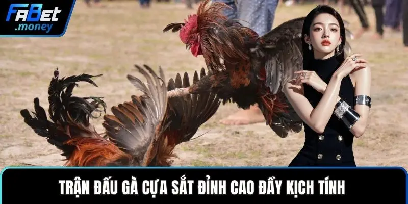 Đá Gà Fabet Cùng Những Trận Chiến Kê Đầy Kịch Tính - Zixon
